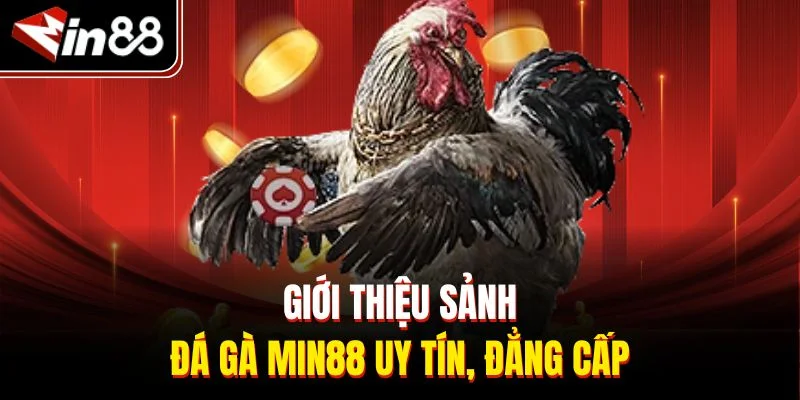 Giới thiệu sảnh đá gà Min88 uy tín, đẳng cấp
